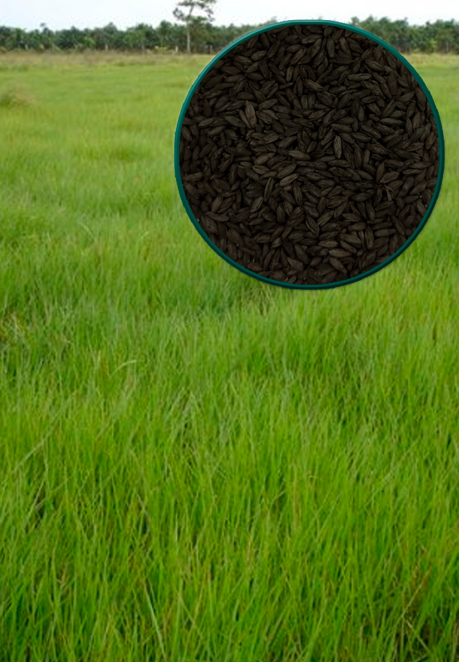 imagem_do_pasto_e_da_semente_de_humidicola
