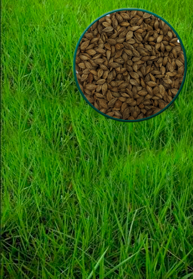 imagem_do_pasto_e_da_semente_de_llanero