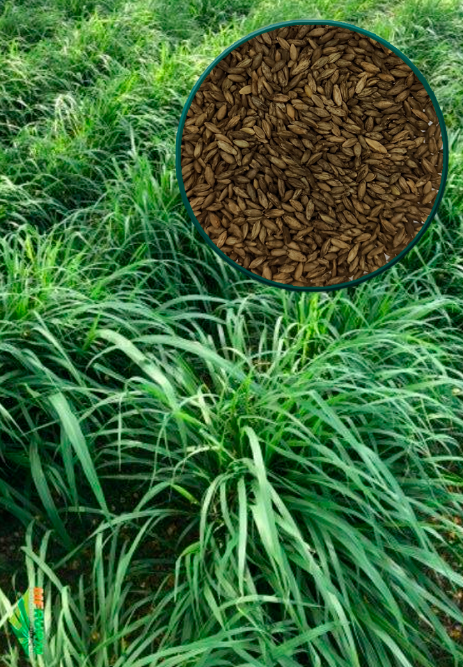 imagem_do_pasto_e_da_semente_de_massai