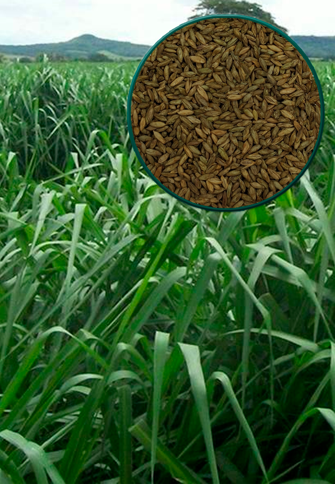 imagem_do_pasto_e_da_semente_de_mombaca